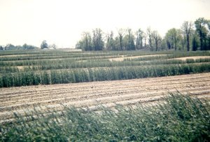 Culture couvre-sol de seigle comme bandes brise-vent