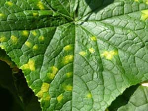 Yellow angular spots defined on upper surface of cucumber leaf.