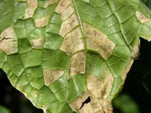 Fungal growth of Pseudoperonospora cubensis on lower surface of cucumber leaf.