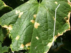 Typical papery brown spots of downy mildew develop later on cucumber leaf.