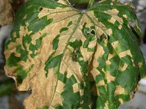 Coalescing of many infected spots in downy mildew infection, leading to leaf kill.