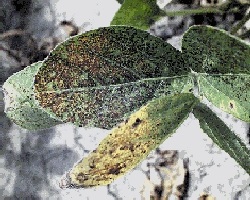 Ozone injury to soybean foliage.
