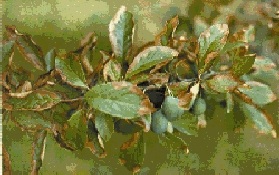 Fluoride injury to plum foliage.