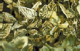 Blessures aiguës causés à des feuilles de framboisiers par l'anhydride sulfureux.