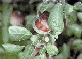 Poussière de ciment recouvrant les feuilles et les fruits d'un pommier.