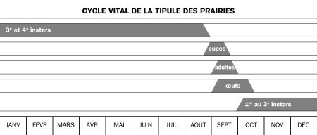 Zone de gazon basse et mal drainée présentant des plaques d'herbe raréfiée ou morte où les larves de tipules qui se sont nourries au printemps.