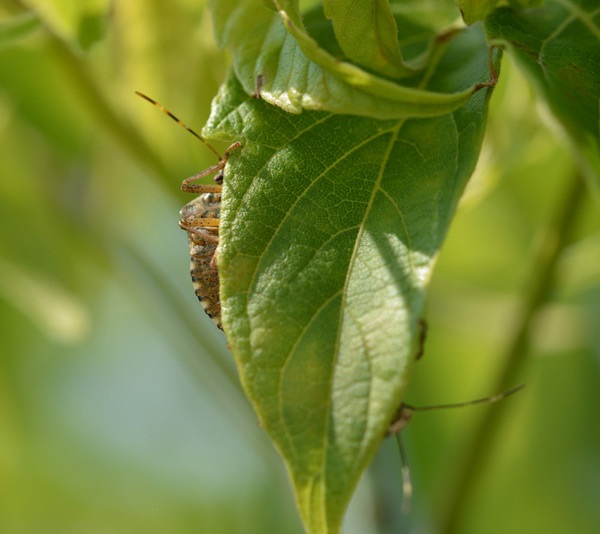 BMSB adult hiding in leaves.
