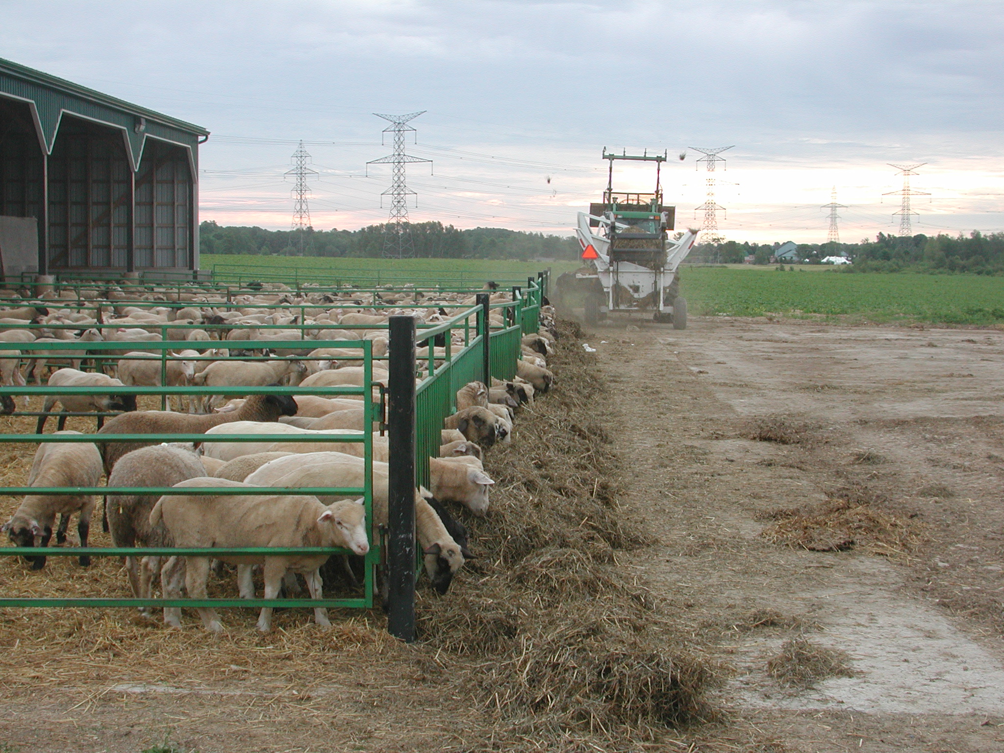 Photo montrant des agneaux dans un parc d'engraissement à ciel ouvert. La cour du parc d'engraissement est clôturée avec une alimentation de soute à l'avant.