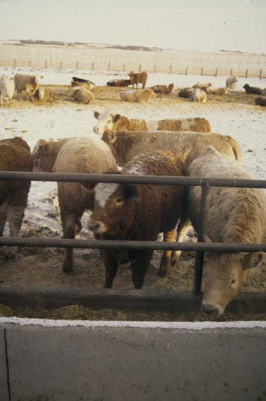 Gros plan d'un bovin de boucherie dans un enclos de finition debout sur un sol en terre. L'enclos est entouré d'un abri contre le vent et d'une ligne d'alimentation à l'avant de l'enclos.