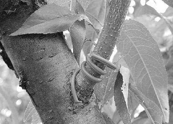 Twist-tie dispenser coiled on branch.