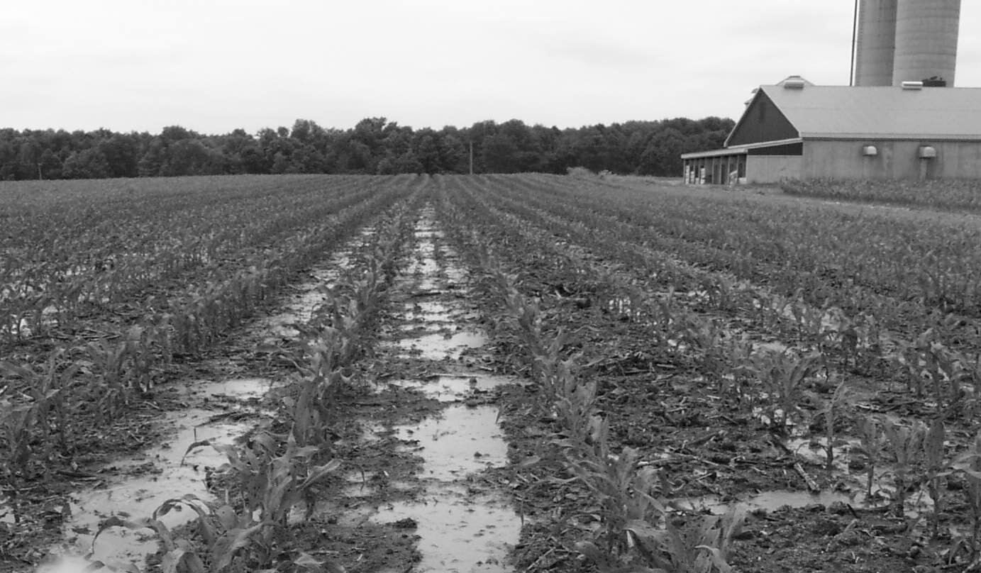 Figure 1. Photo d’un champ de maïs après la récolte montrant les flaques d’eau entre les rangs occasionnées par l’épandage de fumier.