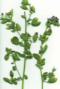 Alfalfa
