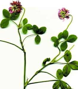 Alsike clover