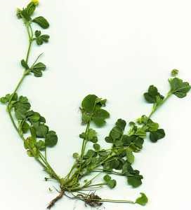 Black medick