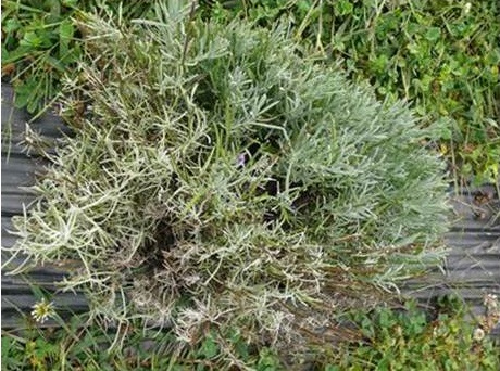 La pourriture phytophtorienne apparaît d'abord comme une flétrissure et une brunissure sur quelques branches d'un plant.