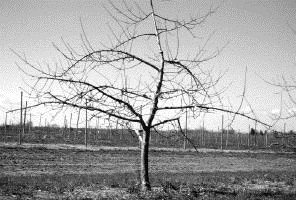 Central-leader type of tree. There are 7 main branches distributed vertically and spiraled on the trunk and attached by wide, strong crotches.