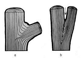 tructure of wide (a) and narrow (b) crotches. The narrow crotch is structurally weak and contains a bark inclusion (arrow), an entry point for insect or diseases.