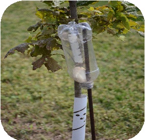 Bar of soap in plastic water bottle with no cap hanging upside down on a young maple sapling. 