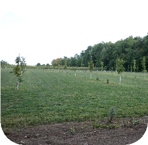 Young maple orchard. 
