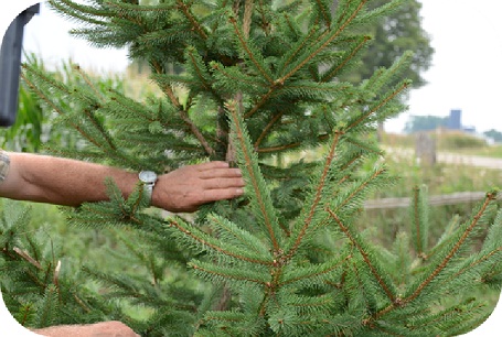Spruce tree with branch pulled back to show double leader.