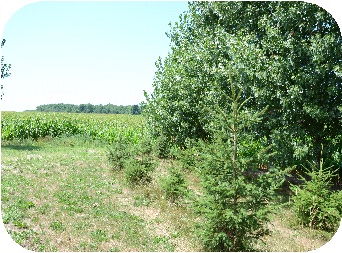 Tall spruce tree in foreground and shorter spruce trees behind it in a row.