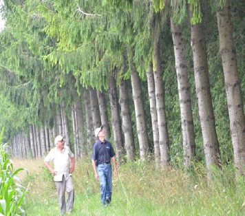 Two men walking beside a windbreak which is about 25 metres high.