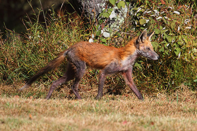 Image montrant un renard roux infecté par la gale sarcoptique.