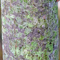 Close up of alternate-leaf dogwood bark