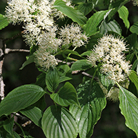 Close up of alternate-leaf dogwood flowers