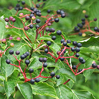 Close up of alternate-leaf dogwood berries (fruit)