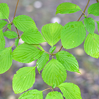 Close up of alternate-leaf dogwood leaves