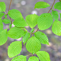 Gros plan de feuilles de cornouiller à feuilles alternes