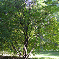 Image of alternate-leaf dogwood shrubby tree