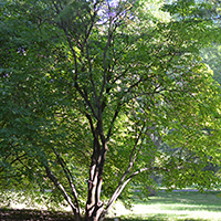 Image d’un cornouiller arbustif à feuilles alternes