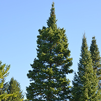 Image d’un sapin baumier