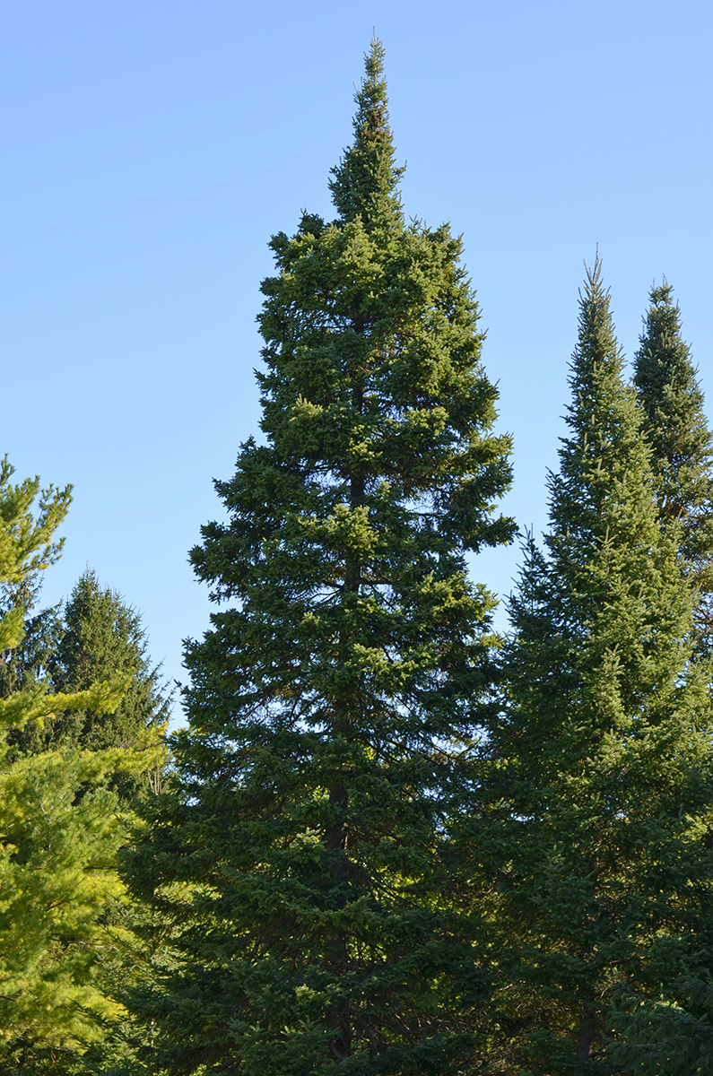 Balsam Fir Ontario ca Balsam Fir Ontario ca