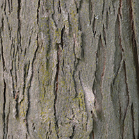 Close up of shagbark hickory bark