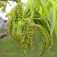 Close up of shagbark hickory flowers/catkins