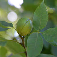 Vue rapprochée d’un fruit du caryer ovale