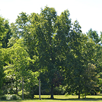 Image of a shagbark hickory tree