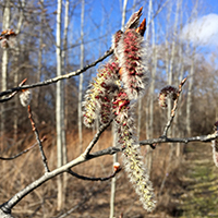 Close up of trembling aspen flowers