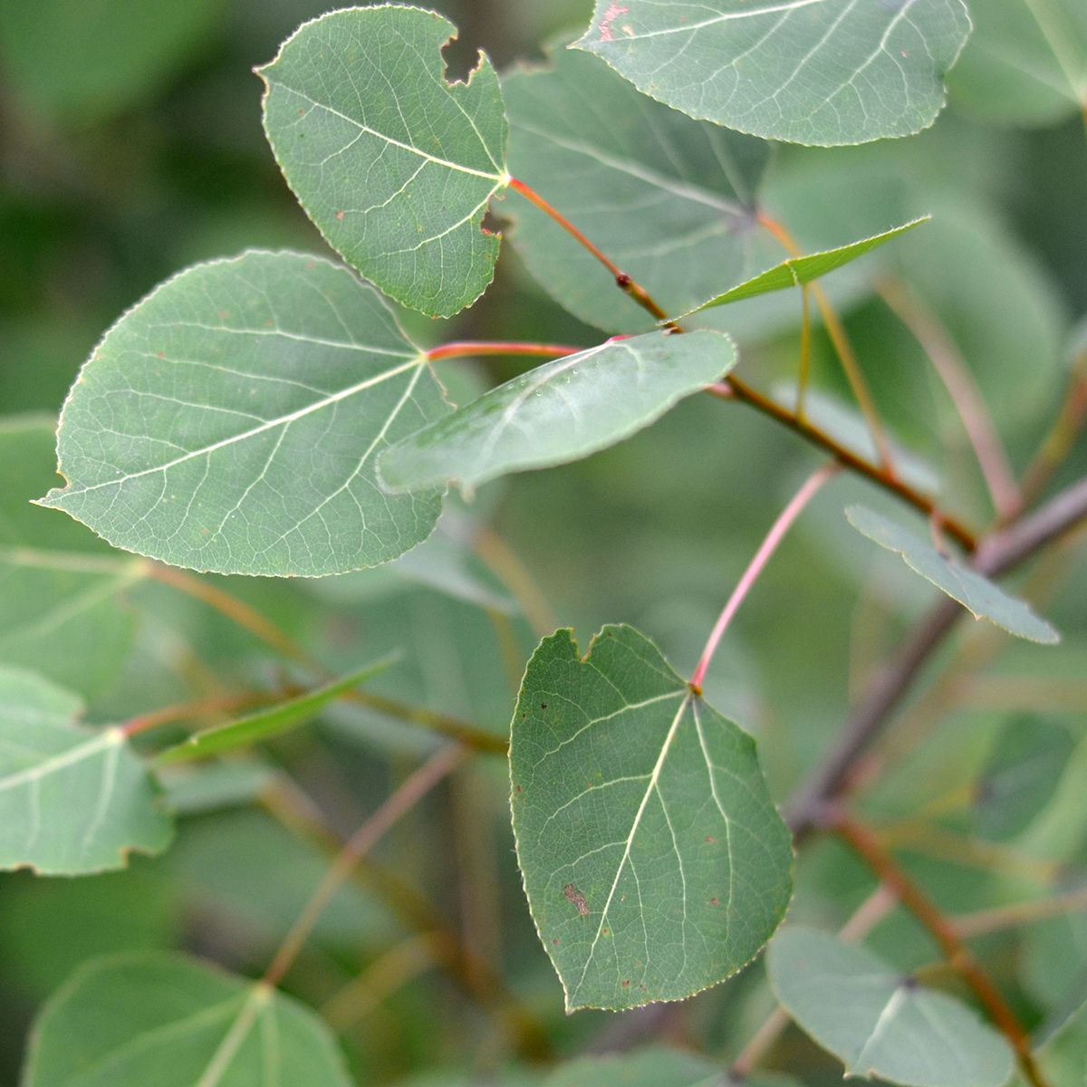 Trembling aspen