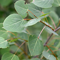 Close up of trembling aspen leaves