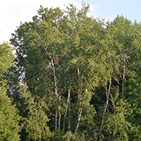 Image of a trembling aspen tree