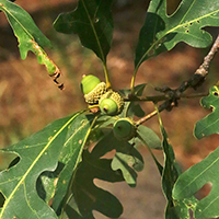 Close up of white oak acorns.
