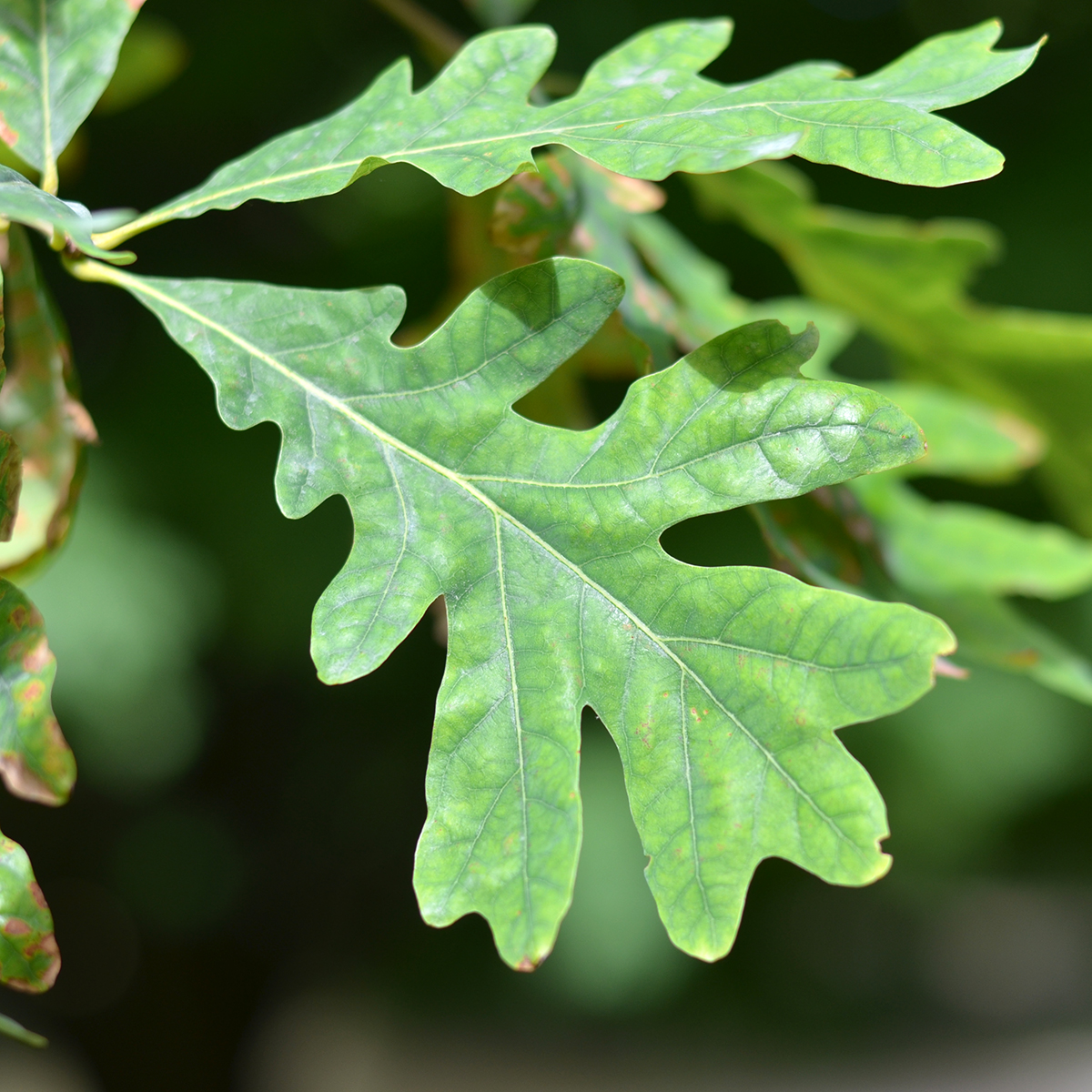 Quercus Alba Leaf Quercus Alba eastern White Oak Go Botany