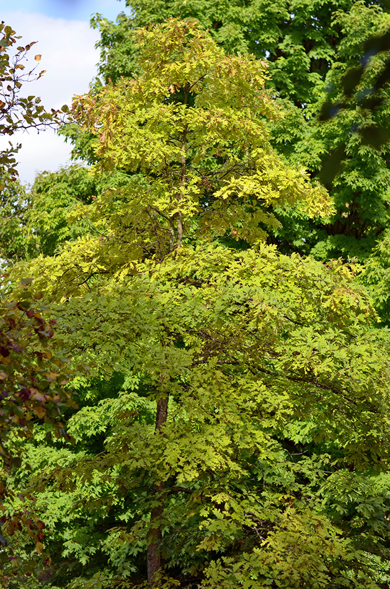 White oak ontario.ca