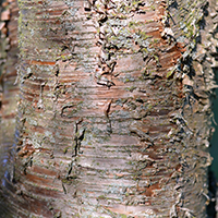 Close up of yellow birch bark