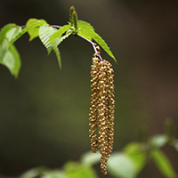 Close up of yellow birch catkin (flower)