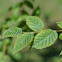 Close up of yellow birch leaves